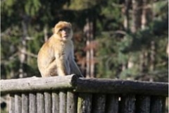 Wild & Freizeitpark 2