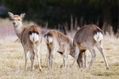 Wild & Freizeitpark_1